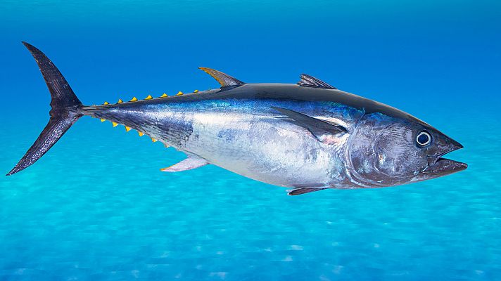 Telediario 1 - Desmantelan una red que vendía atún rojo capturado ilegalmente