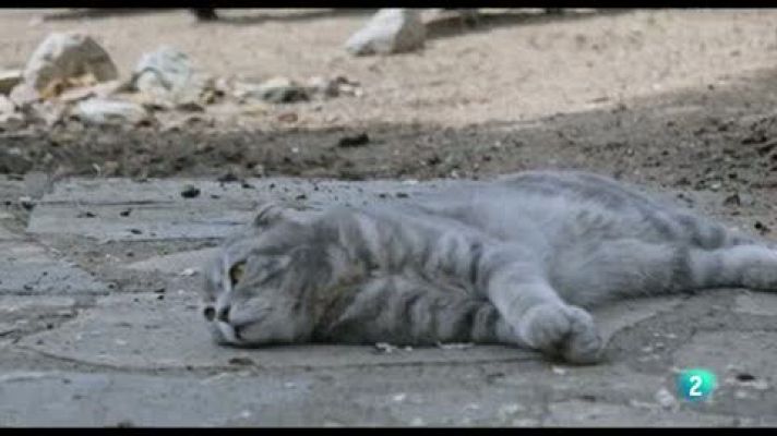 La meva mascota i jo - De visita a l'estable del Norit, el Jorfi, la Wilma i la Bet