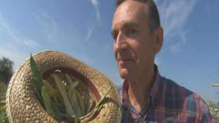 Aquí la Tierra - Aprendemos a cosechar judías verdes