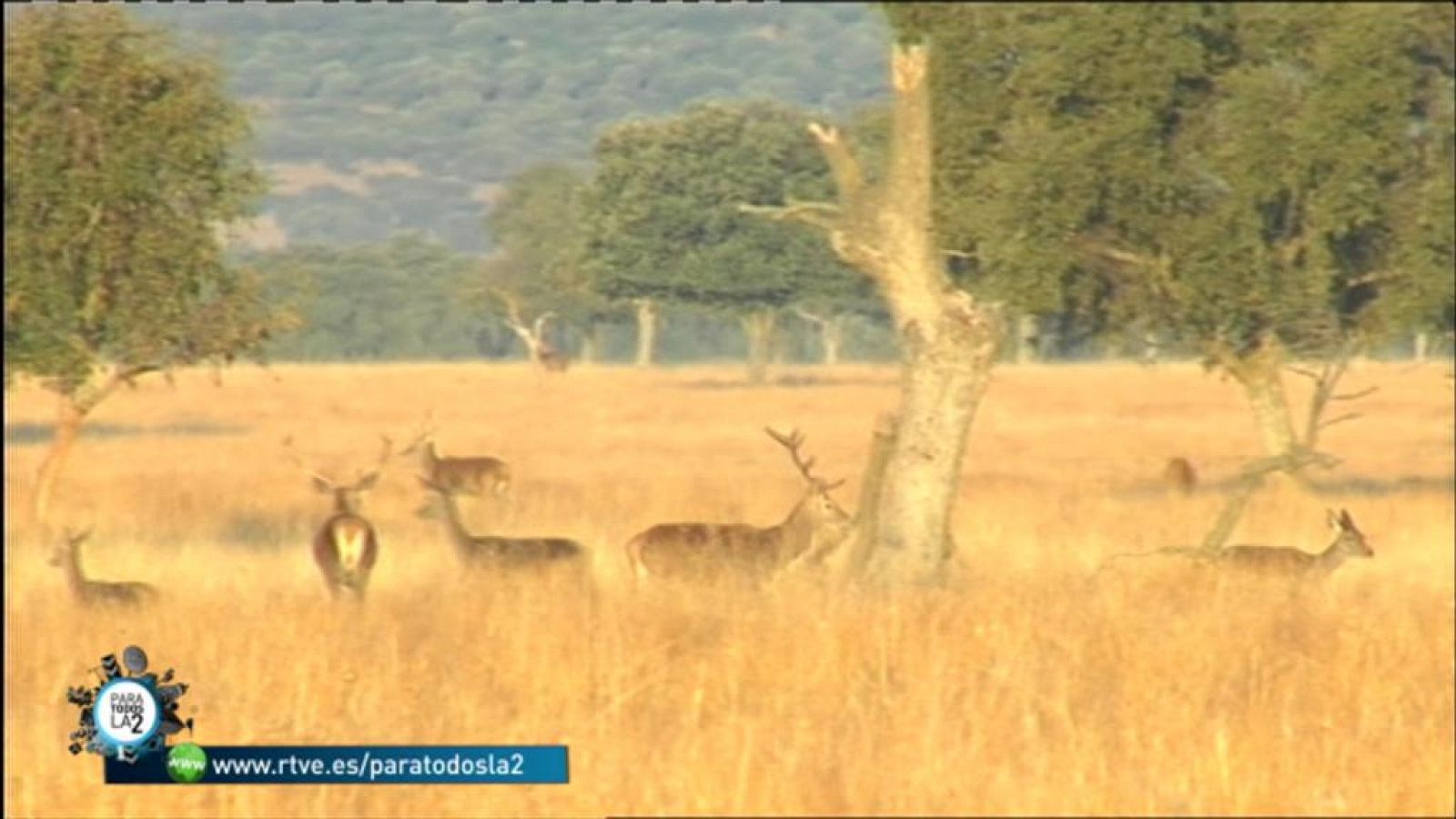 Para todos La 2: Medio Ambiente - El Parque Nacional de Cabañeros | RTVE Play