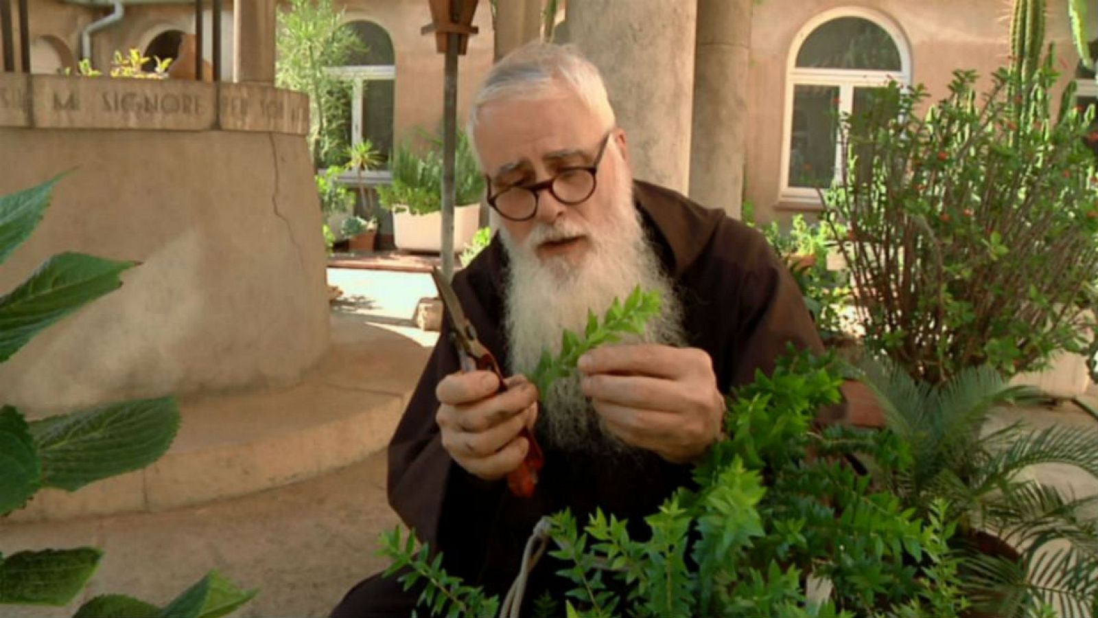 Plantas divinas y humanas