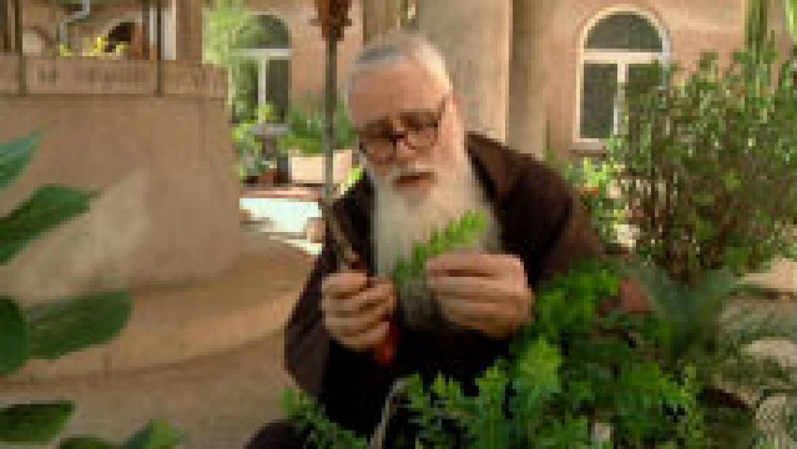 Plantas divinas y humanas