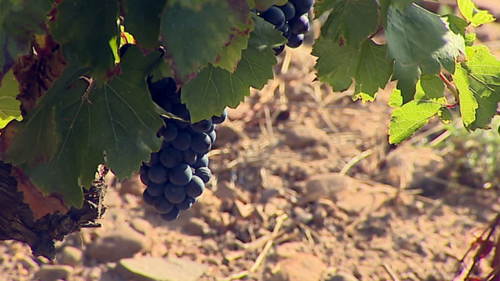 Agrosfera - 20/10/18 - ver ahora