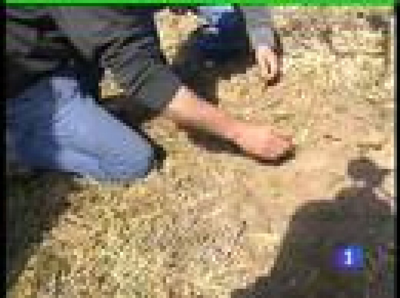 Las tormentas de estos días en Huesca, han dañado un millar de hectáreas de frutales y cereal | Ver