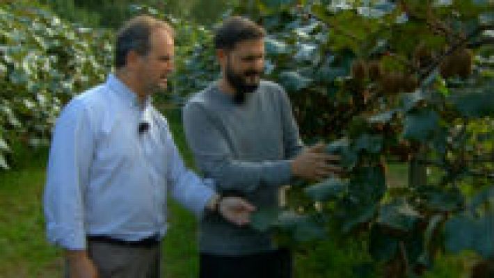 Aquí la Tierra - Asturias, patria querida del kiwi