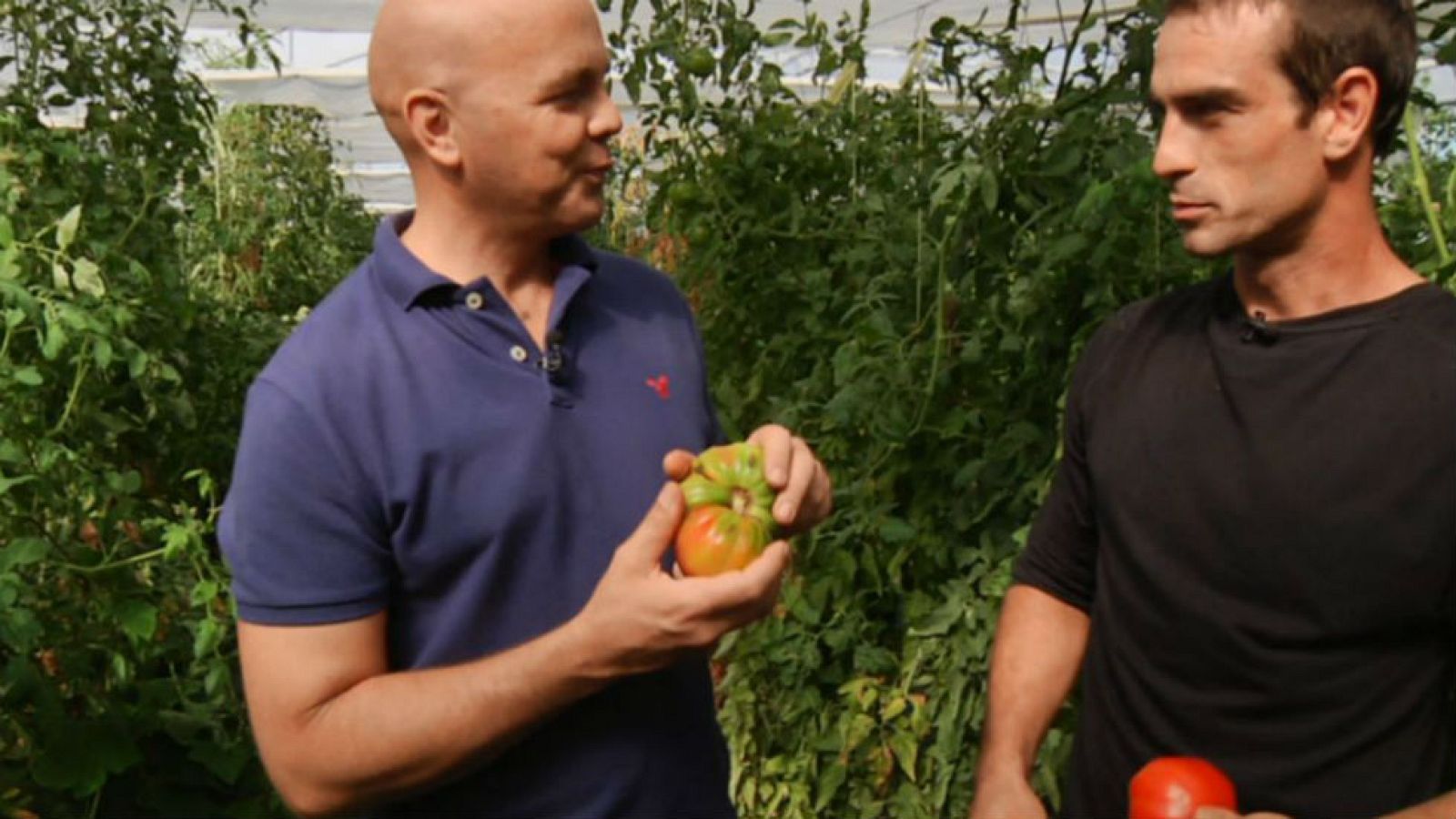 Tomates feos, de colores y de Tudela