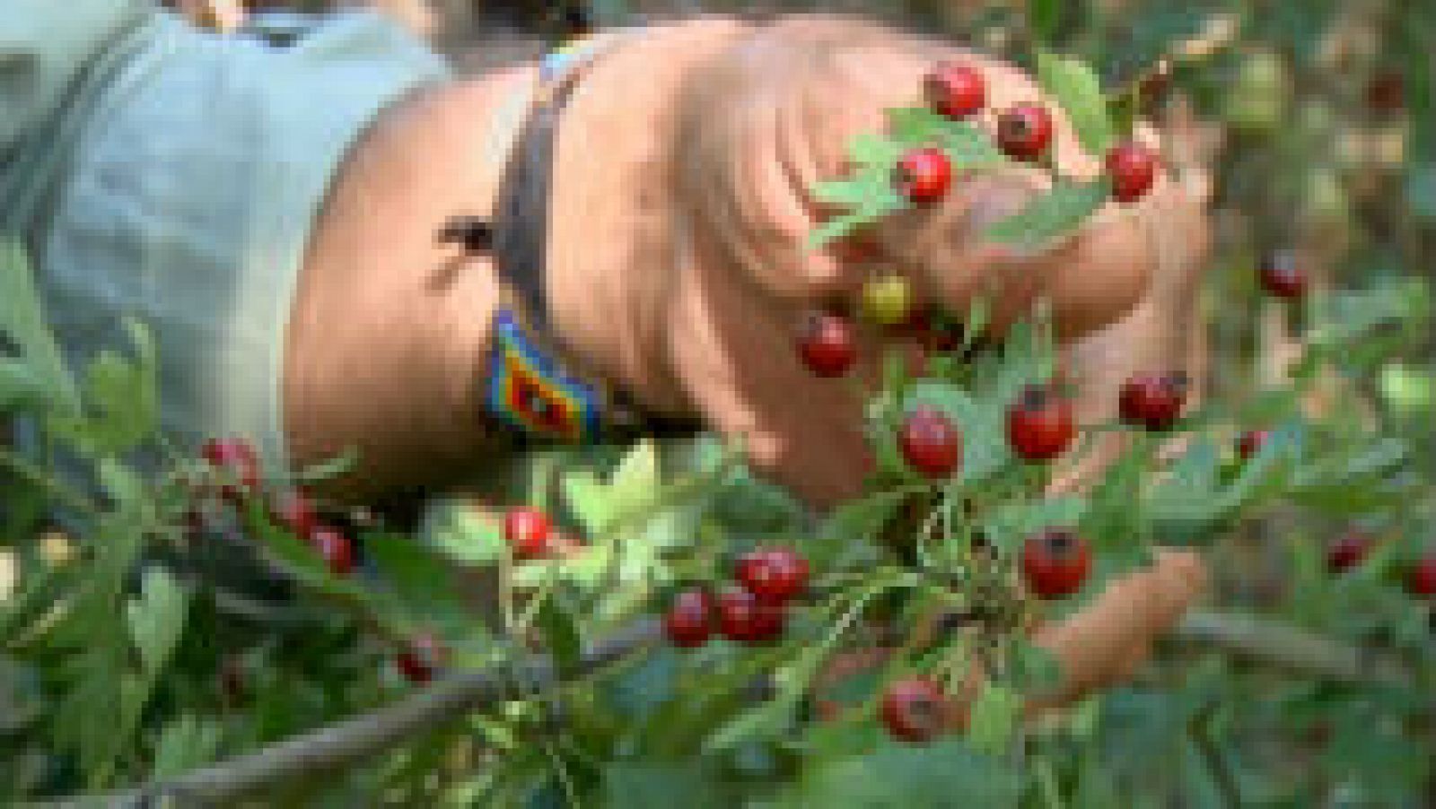 Espino blanco, salud del corazón