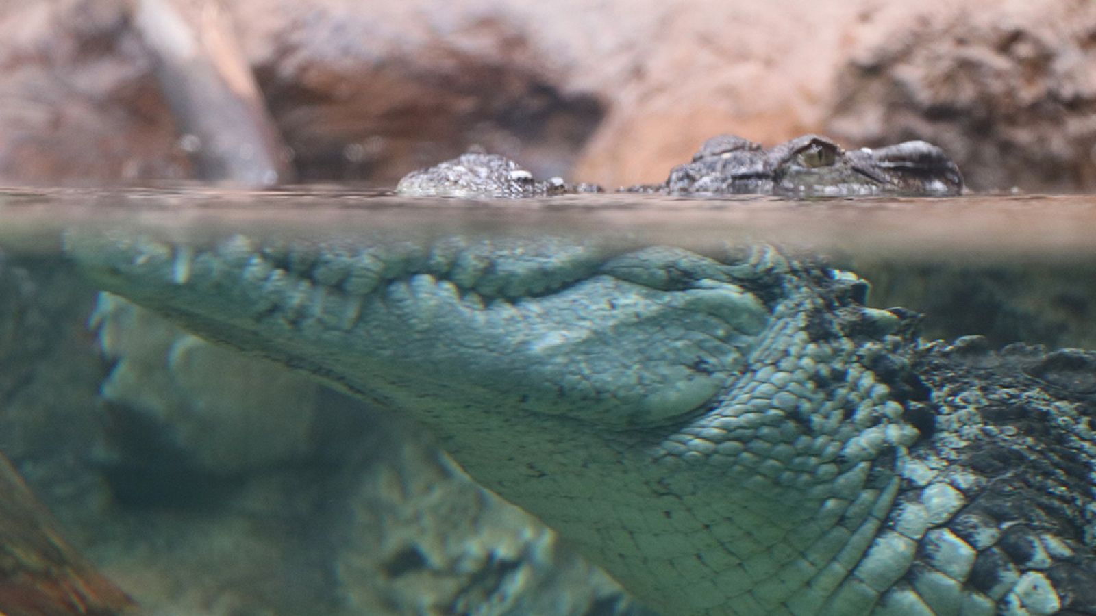 Grandes documentales - New life: Nacidos para nadar - ver ahora