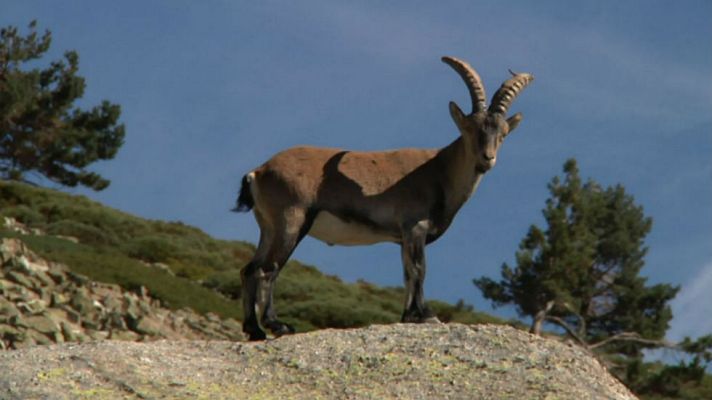 Aquí la Tierra - Tan ágil como una cabra