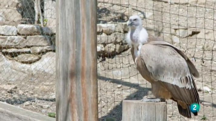 La meva mascota i jo - Les aus rapinyaires del Cim de les Àligues