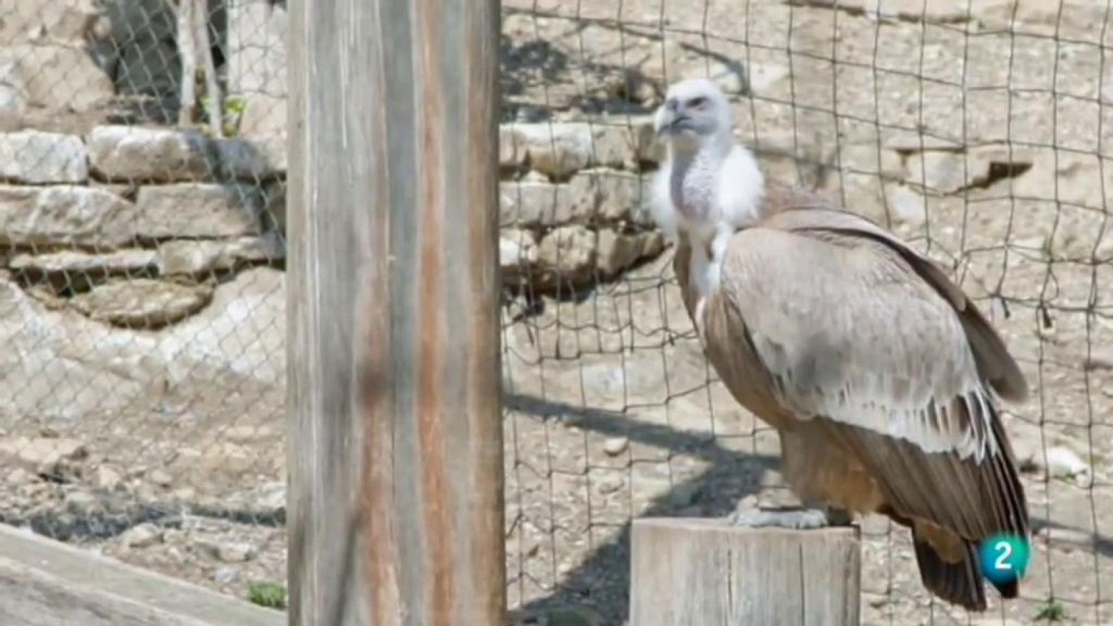 La meva mascota i jo - Les aus rapinyaires del Cim de les Àligues