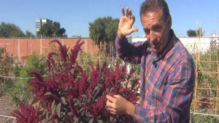 Aquí la Tierra - El amaranto es un encanto