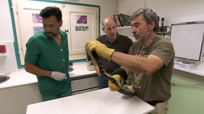 El escarabajo verde - Un negocio bestial