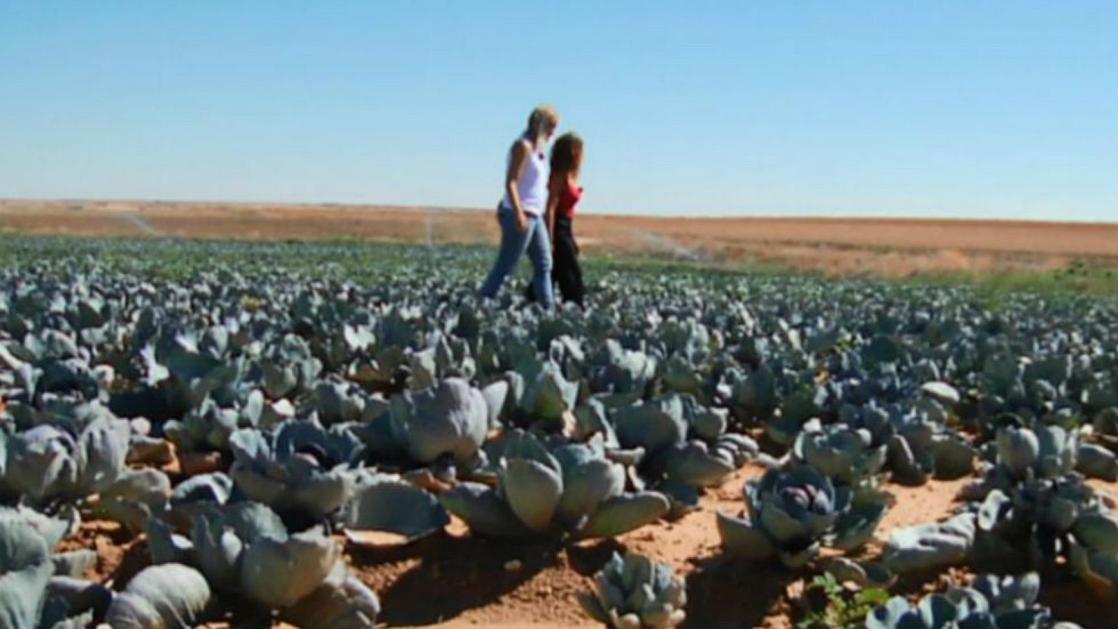 Lombarda, también en otoño