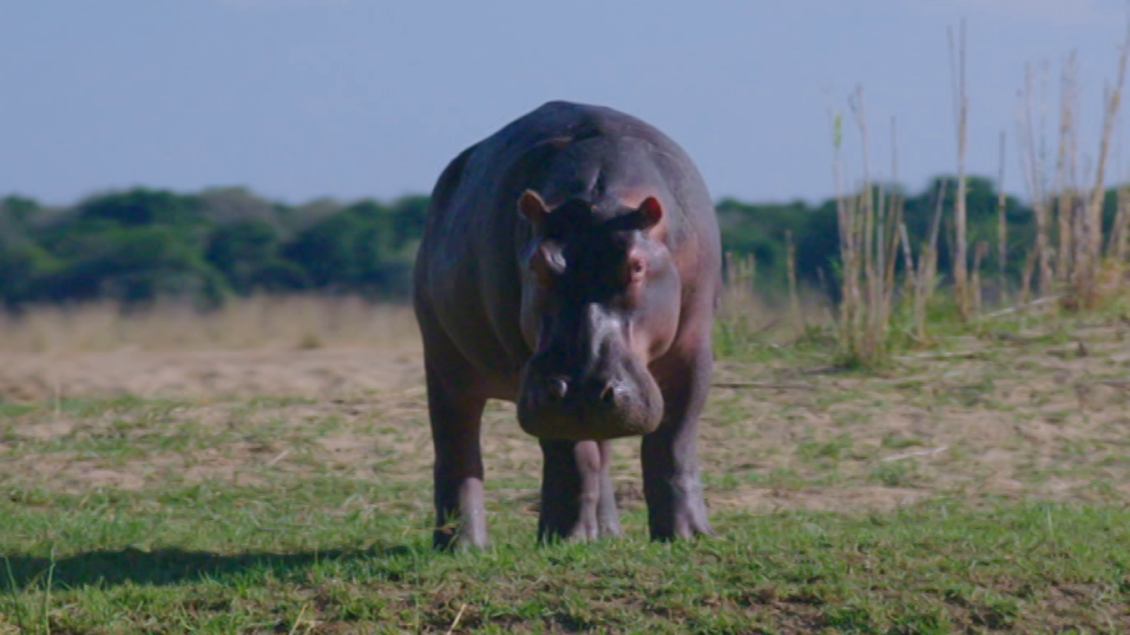 Otros documentales - Pesca imposible 2: Zambia - ver ahora