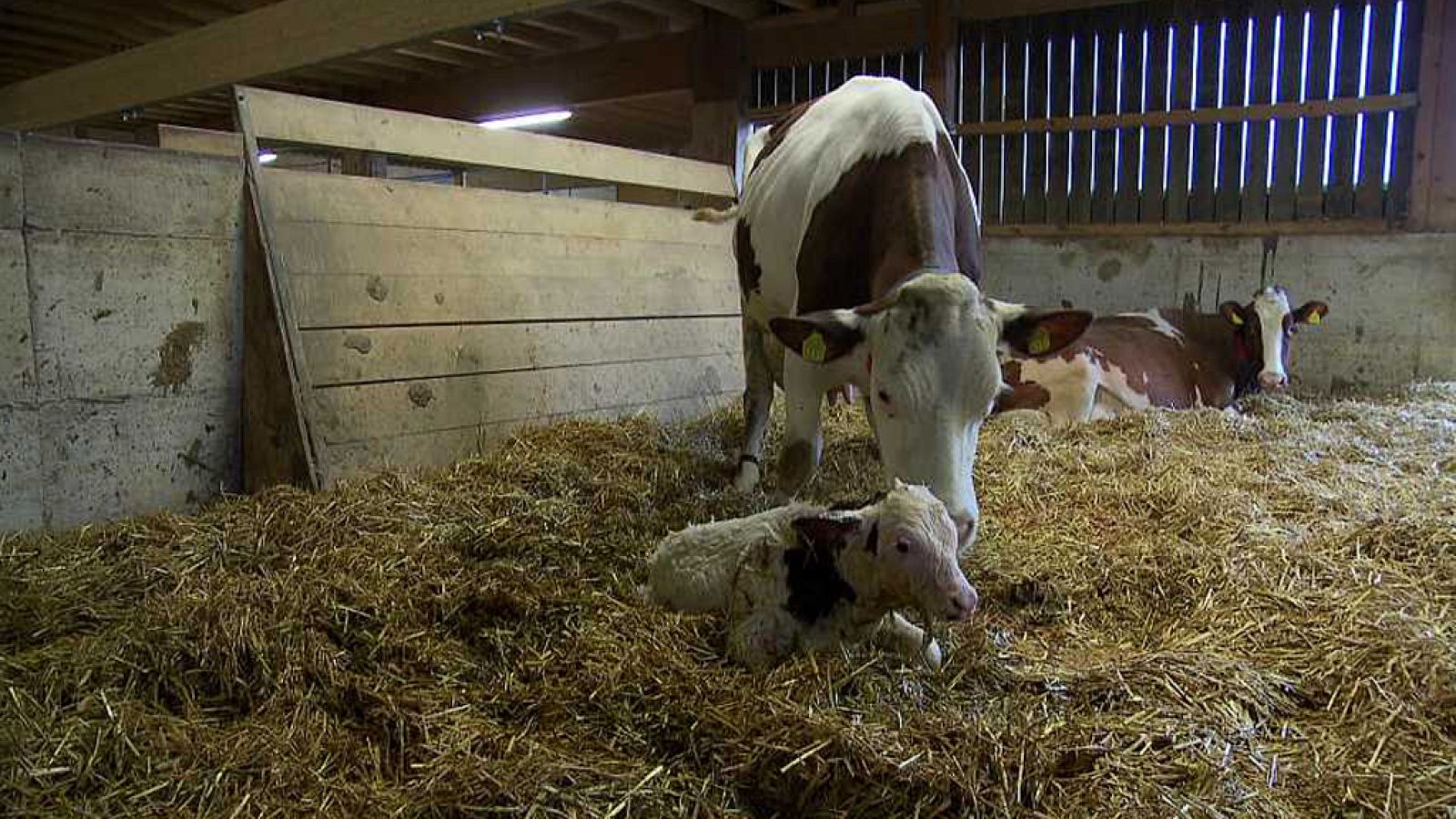 Documentos TV - El camino de la carne - ver ahora