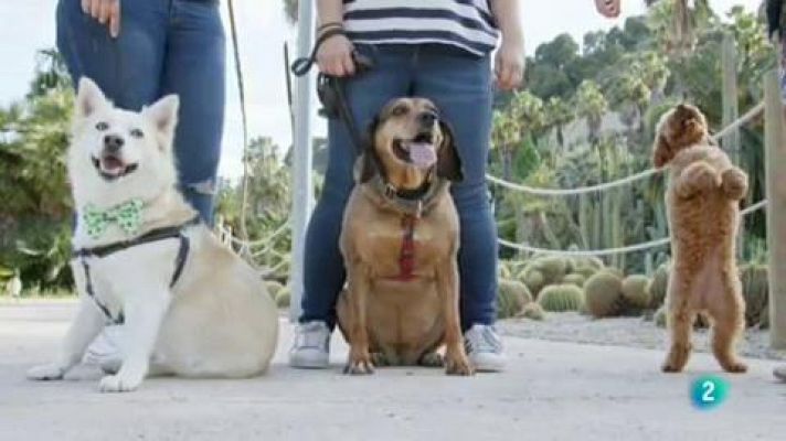 Com funciona una clínica veterinària