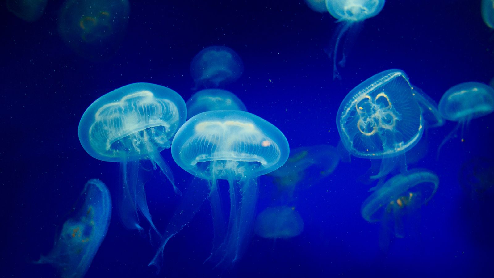 Telediario 1: Un investigador quiere revolucionar el mundo de la iluminación gracias a las medusas | RTVE Play