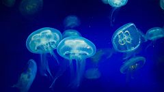 Un investigador quiere revolucionar el mundo de la iluminación gracias a las medusas