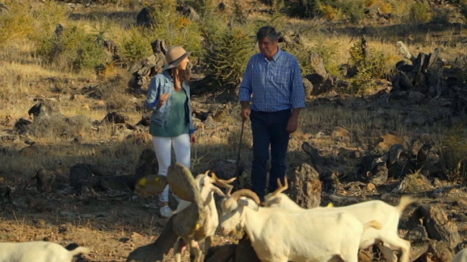 el caldo de pata de vaca engorda el caldo de pata de vaca engorda