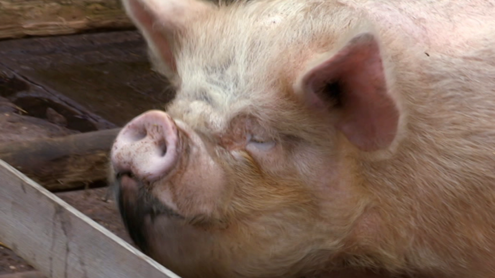 That's English - Module 11 - Unit 3B: Intelligent decisions  - ver ahora