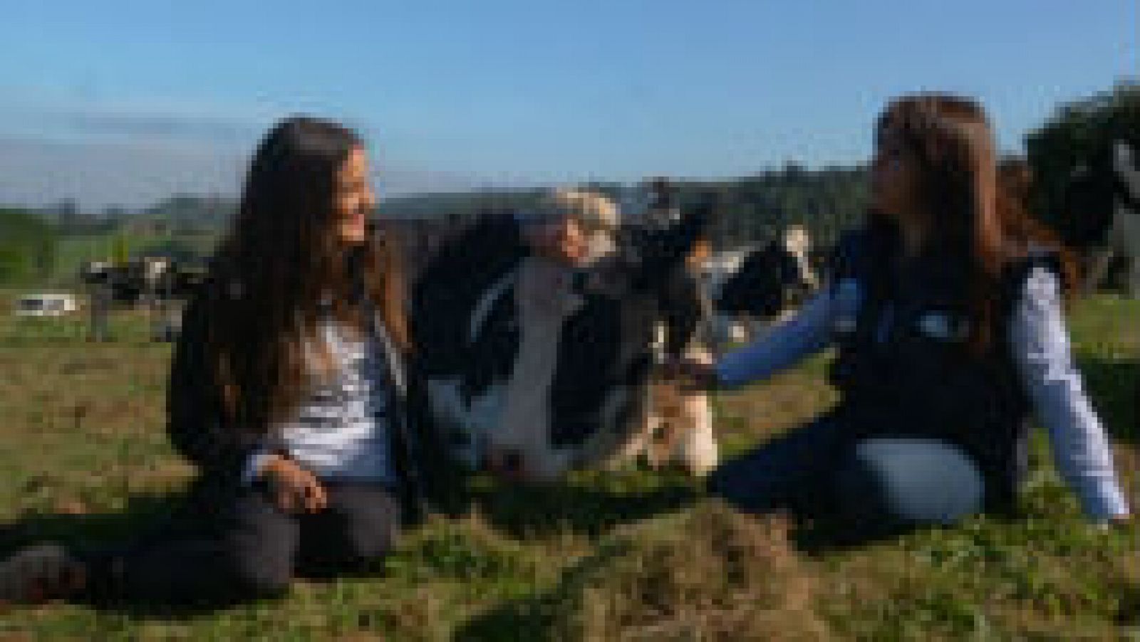 Las vacas lecheras en Asturias