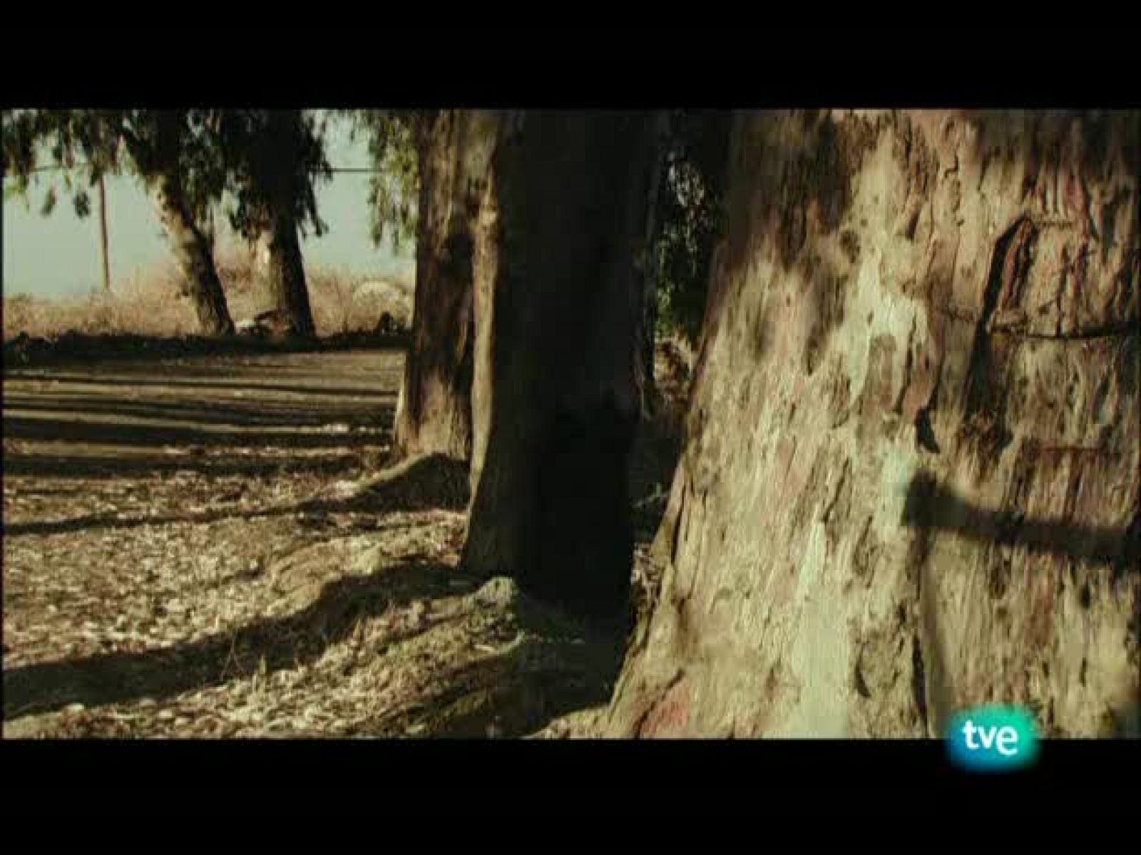 Nuestros caminos a Santiago - Camino de la plata 1 - Nuestros caminos a Santiago | Ver