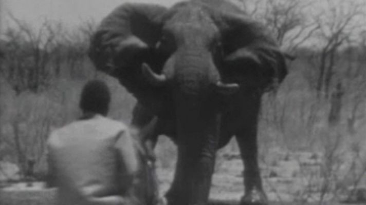 El rodeo de los elefantes