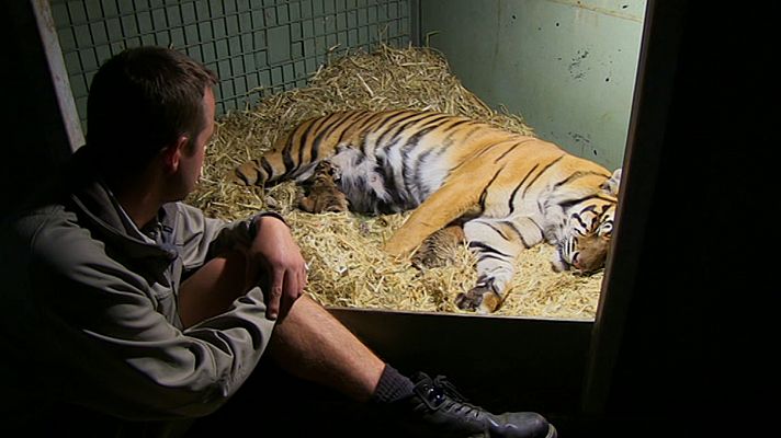 Tigres en casa. Lo que sucedió después. Episodio 1