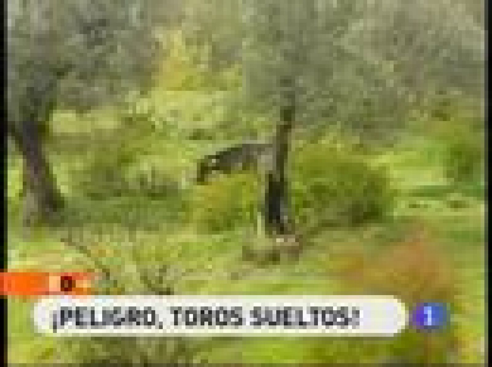 España Directo: ¡Peligro, toros sueltos! | RTVE Play