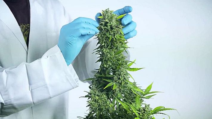 Universo UNED - Cannabis y adolescencia. Retos y avances