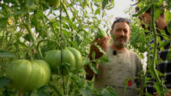 Tomates en otoño 