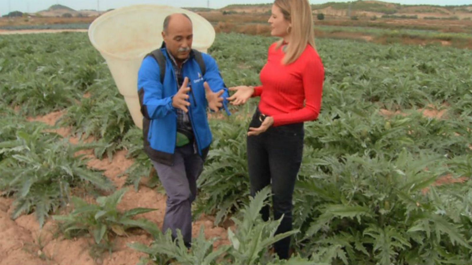 Cómo se cultivan las alcachofas