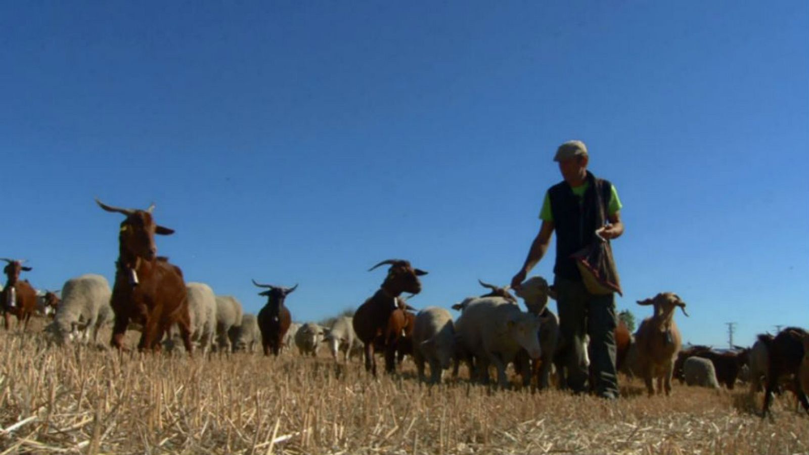 La trashumancia en la actualidad