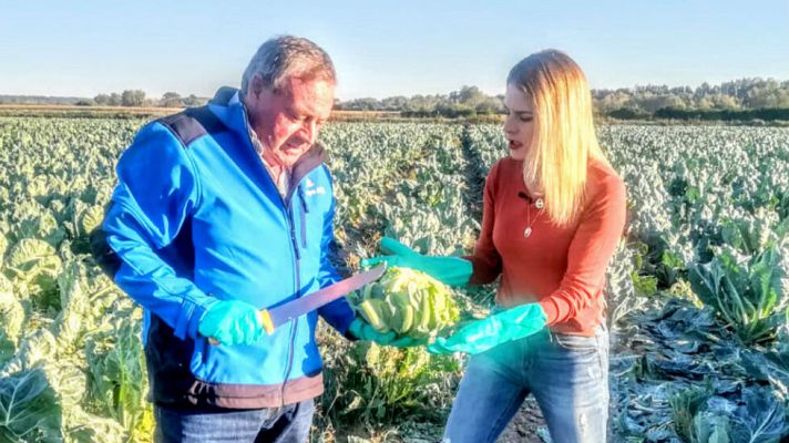Aquí la Tierra - ¿Es coliflor o piña?