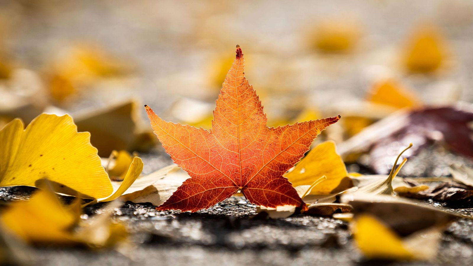 El Tiempo en la Comunidad de Madrid - 13/11/18 - ver ahora