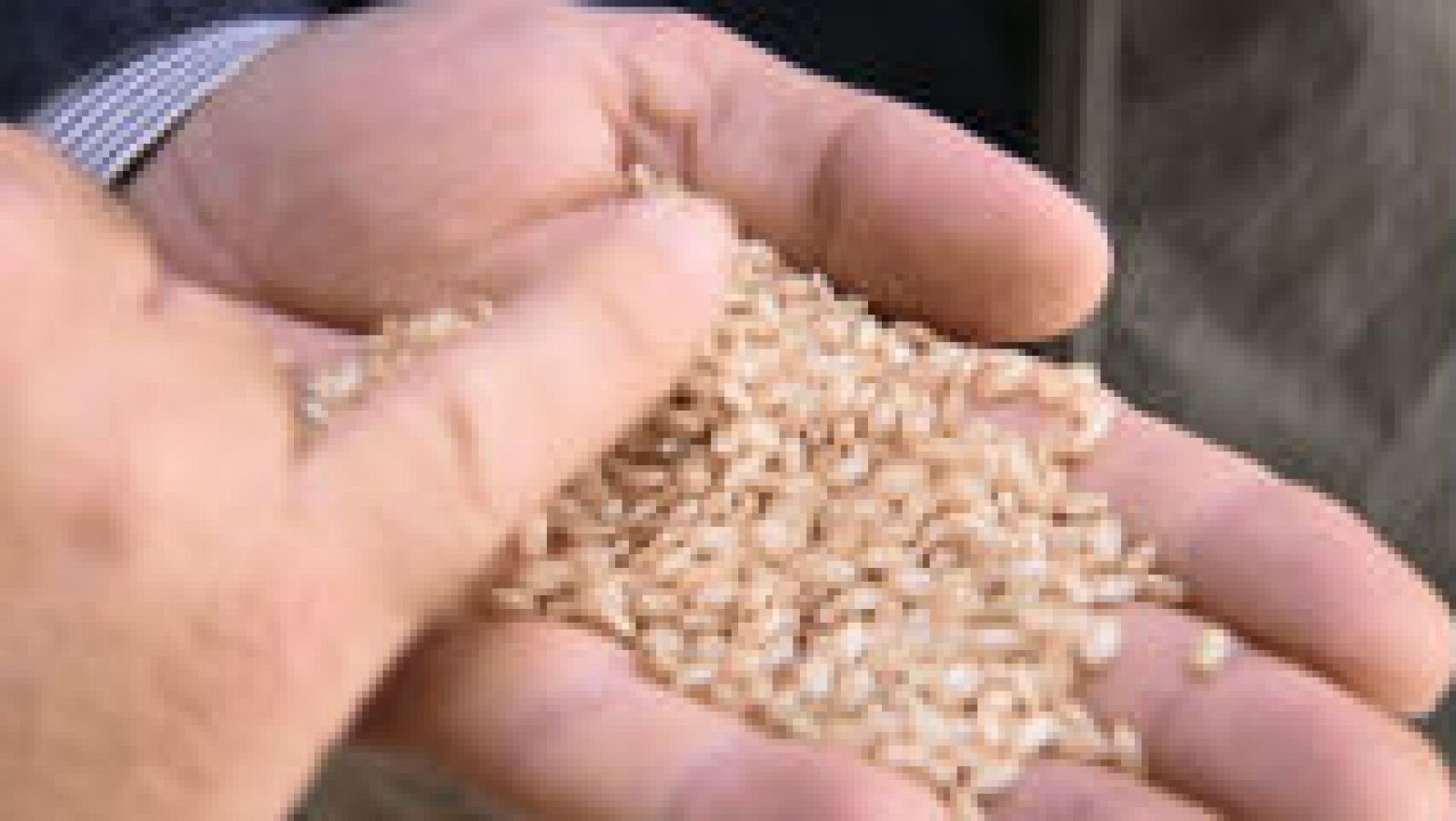 ¿Por qué el arroz de Calasparra es tan especial?