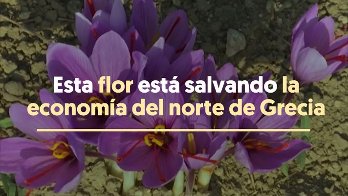 Modo Digital - El 'oro rojo' que está salvando la economía del norte de Grecia