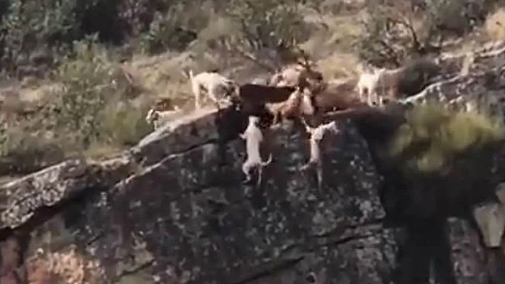 Telediario 1 - Críticas en las redes por una cacería que acabó con 12 perros y un venado despeñados