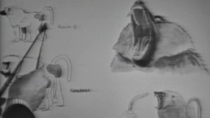 El planeta azul - Conducta animal