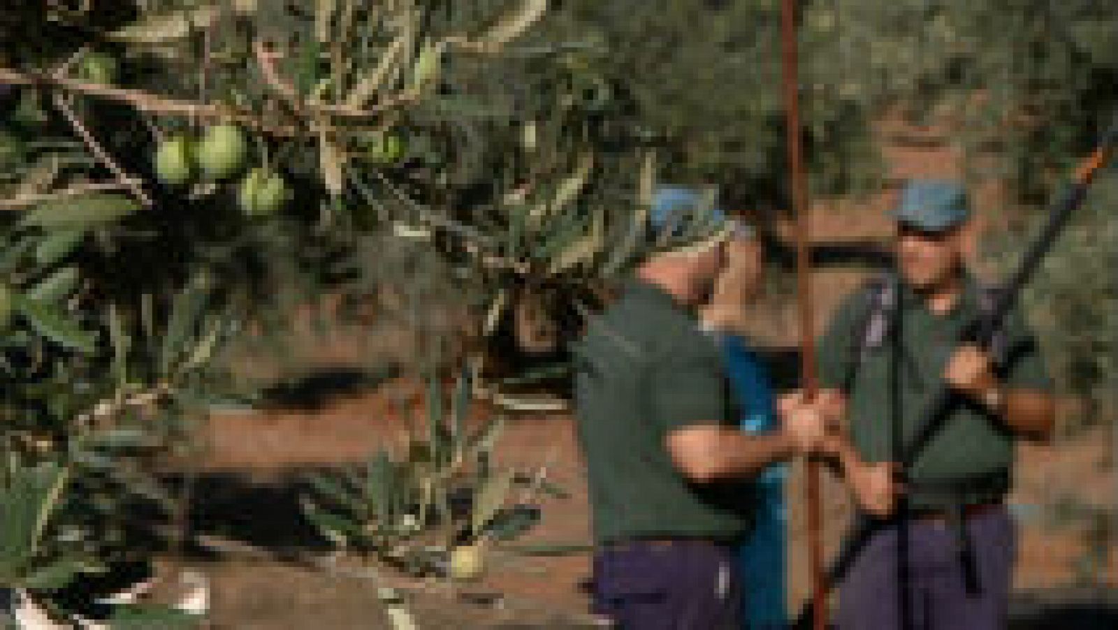 Las aceitunas de Arganda del Rey