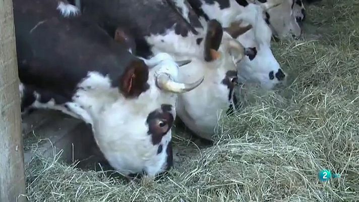 Los cuernos de las vacas a votación en Suiza