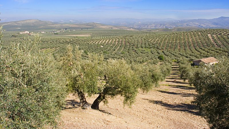 La aceituna de Jaén, destino laboral de muchos inmigrantes africanos