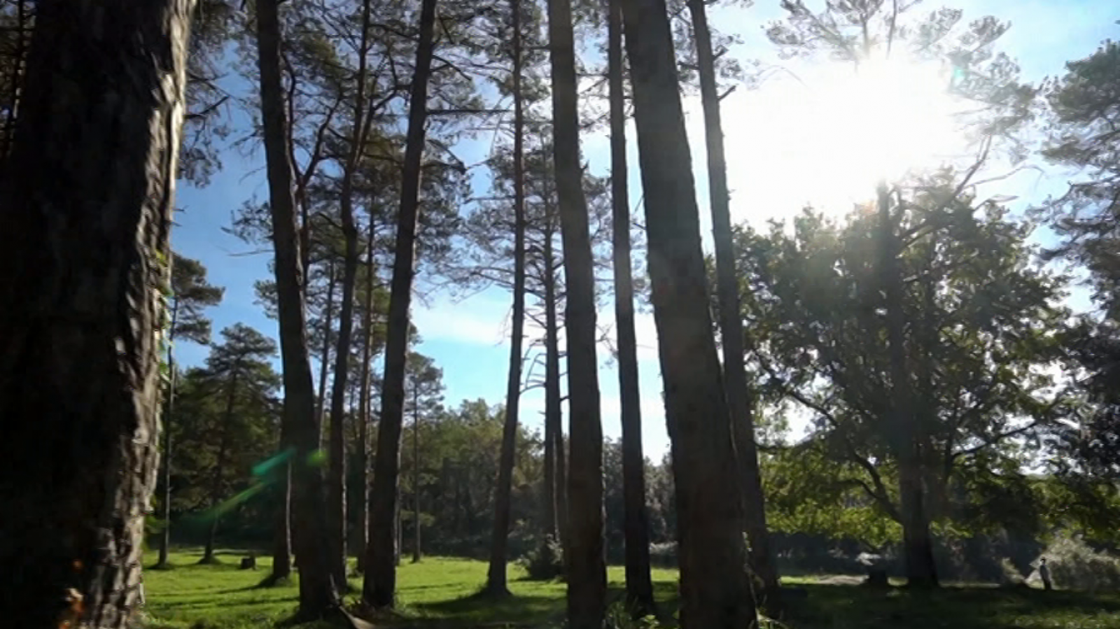 El escarabajo verde - El poder de caminar - RTVE.es