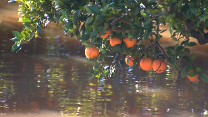 Agrosfera - Agrosfera - 24/11/18