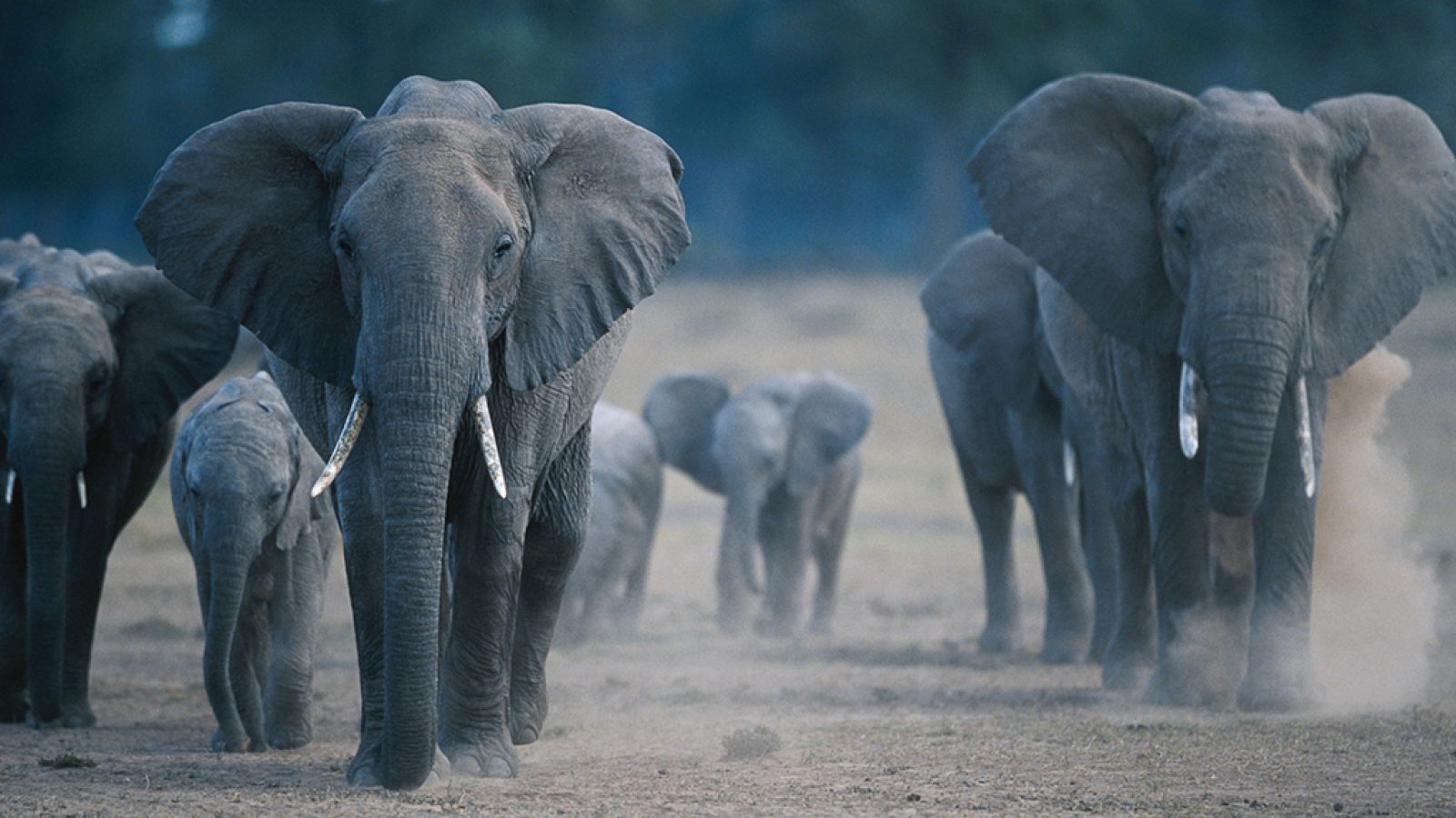 Grandes documentales - Elefantes de la guerra