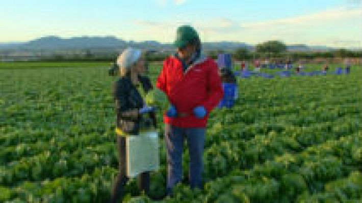 Aquí la Tierra - Catamos lechugas, para todos los gustos