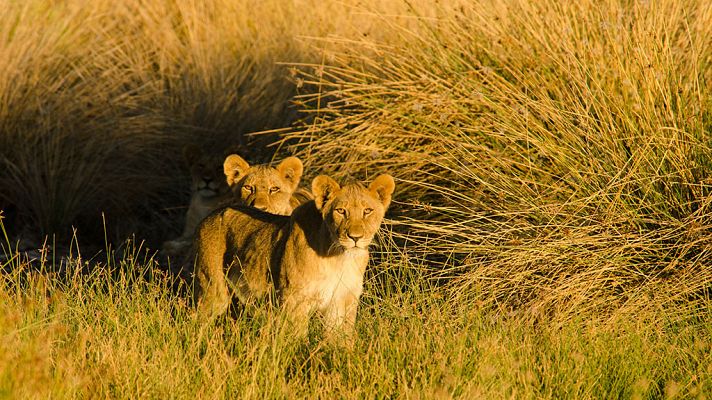 Reyes desaparecidos II: El legado de los leones