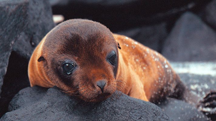 Las islas más salvajes: Galápagos, el edén de Darwin