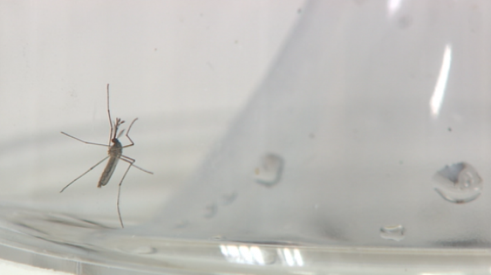 Doble Hélice - Doble Hélice - Enfermedades tropicales